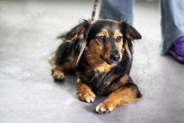 A brown and black canine on a leash, staring at the camera