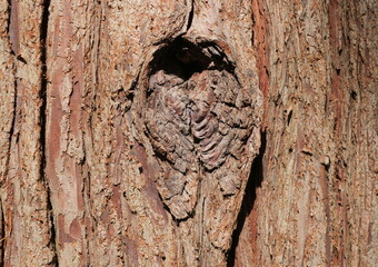 Pine trunk details