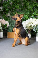 Old German Shepherd dog, a herding breed, standing in front of a wall of leaves