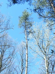 trees with early leaves in the forest