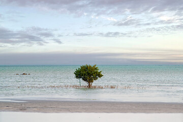Souq Wakra Beach. Seascape of mangrove Single tree. viewed from the water surface
