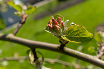 Close up of a flower bud on a twig of a terrestrial plant