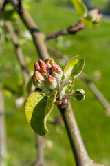Close up of a flower bud on a twig of a terrestrial plant