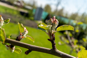 Close up of a flower bud on a tree branch in natural landscape