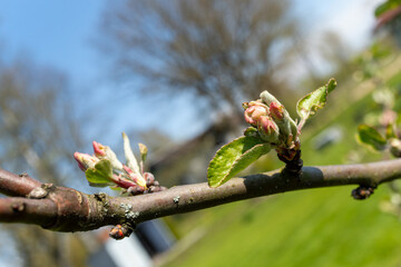 Close up of a flower bud on a twig of a terrestrial plant