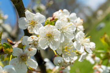 Close up of white flowers on a tree branch, against the sky