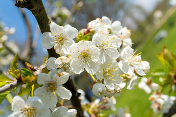 Close up of white flowers blooming on a tree branch