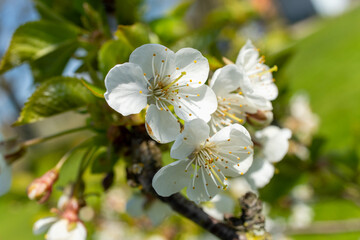 Closeup of white flowers on a twig of Rosa canina plant