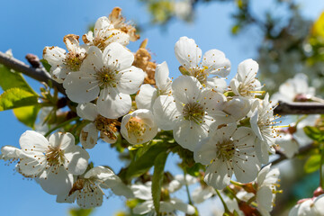 Closeup of white Malus flowers blooming on a tree branch against the sky