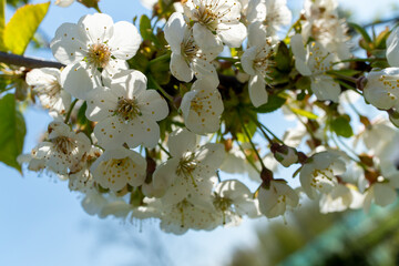 Blooms of white Prunus flowers dangle from branch against blue sky