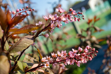 Closeup of a terrestrial plant with pink flowering blossoms and green leaves