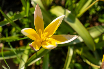 Fototapeta premium Closeup of a yellow and white Turkestan tulip flower in grass