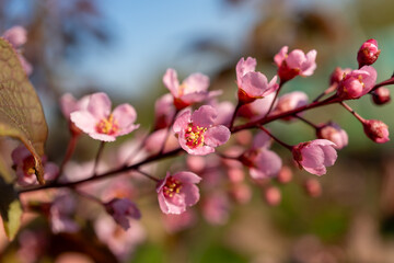 Closeup view of pink flowers blooming on a tree branch