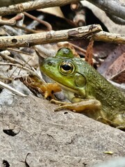 frog in the leaves