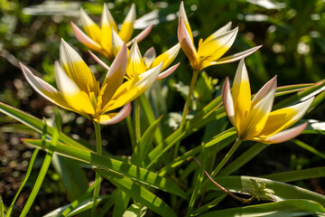 Obraz premium Turkestan tulips and pink flowers bloom in the grass