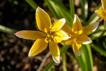 Closeup photo of a vibrant yellow turkestan tulip with white petals