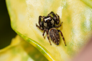 Closeup on the rare European Mile End Jumping Spider, Macaroeris nidicolens in the garden