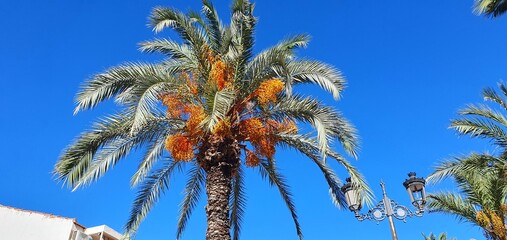Palm trees. Tropical plants, tall palm trees. A beautiful date palm grows in Spain on the Costa Blanca. Date palm. Holidays in Spain.