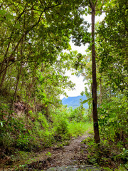 pathway in a jungle with mountain view 
