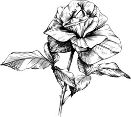 Black and white rose floral botanical flower. Wild spring leaf wildflower isolated. Black and white engraved ink art. Isolated rose illustration element on white background.