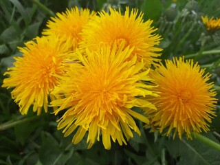 yellow dandelions in the grass