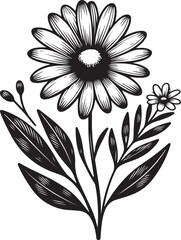 black and white daisy