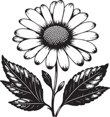 black and white daisy