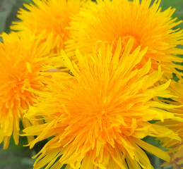yellow dandelion flowers