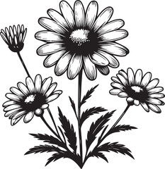 black and white daisy