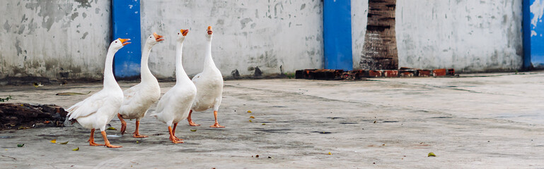 Several white geese walking together in small city. Craned necks. Summer mood, live close to domestic farm animals. Funny group of friends