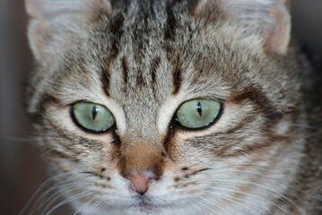 Wild Street Farm Cat Close-up