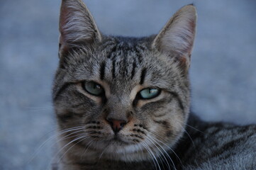 Wild Street Farm Cat Close-up