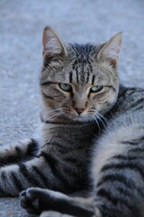 Wild Street Farm Cat Close-up