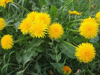 dandelions in the grass
