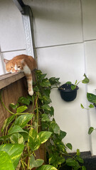 a lazy cat is sitting on a wooden fence and looking out at green plants. cute orange cat, sleepy cat