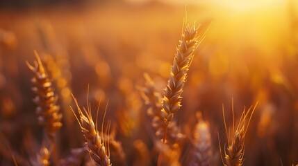 Obraz premium Close up of golden wheat grain in sunny field
