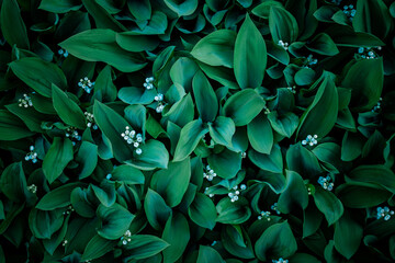 The natural pattern of green leaves on the forest floor. The glade of lily of the valley flowers in...