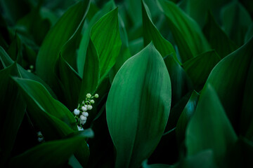The white lily of the valley flowers in the spring forest. White may-lily flower on clearing in the...