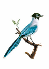 Vintage inspired bird illustration