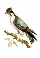 Vintage inspired bird illustration