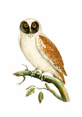 Vintage inspired bird illustration