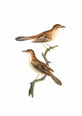 Vintage inspired bird illustration