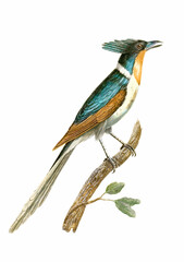 Vintage inspired bird illustration