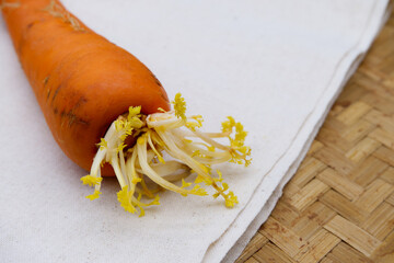 Old carrot placed on fabric. The concept of carrot has gone bad with rustic style. Close-up image...