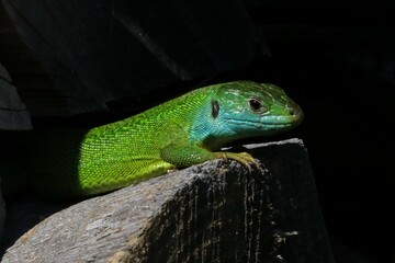 Ramarro
