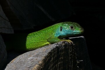 Ramarro