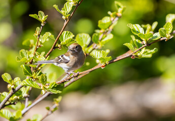 Eurasian Chaffinch 