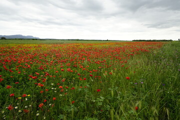 Mediterranean Country Landscape