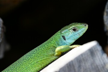 Ramarro