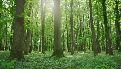 sunny natural forest of oak trees